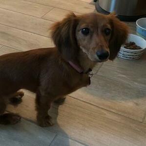 Fundraising Page: Gracie Bruschke